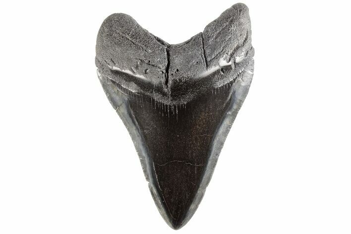 3.99" Fossil Megalodon Tooth - Polished Blade